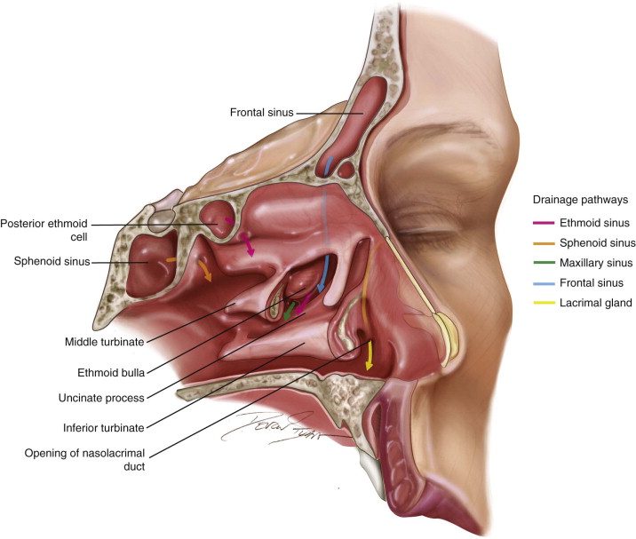The Paranasal Sinuses | Pocket Dentistry