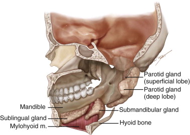 The Salivary Glands | Pocket Dentistry
