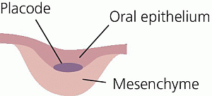 Illustration depicting initiation of stages of tooth development with lines denoting placode, oral epithelium, and mesenchyme.
