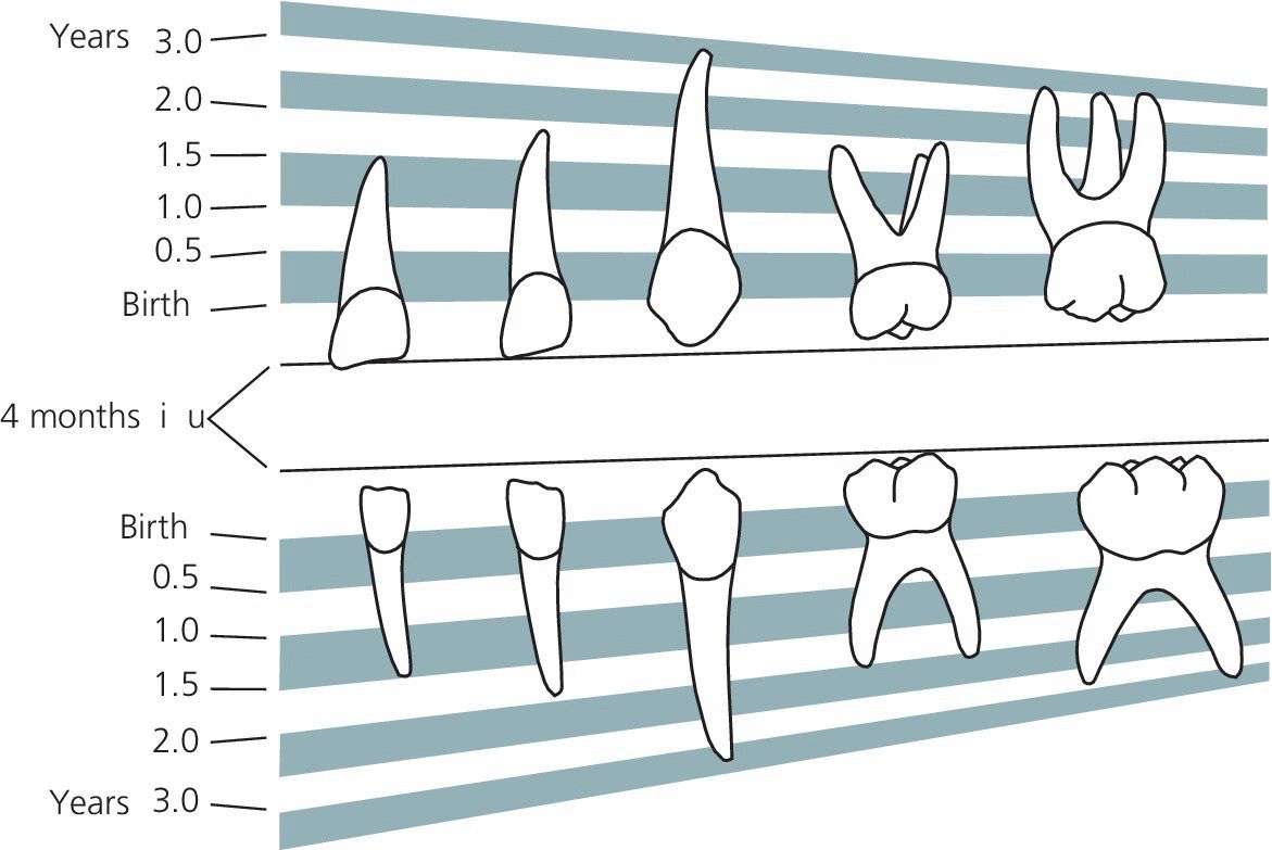 Illustrations depicting the chronology of mineralization of primary teeth.