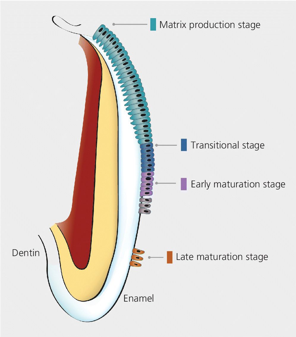 Illustration of simplified model of the different stages of amelogenesis consisting of matrix production stage, transitional stage, early maturation stage, late maturation stage, with enamel and dentin.