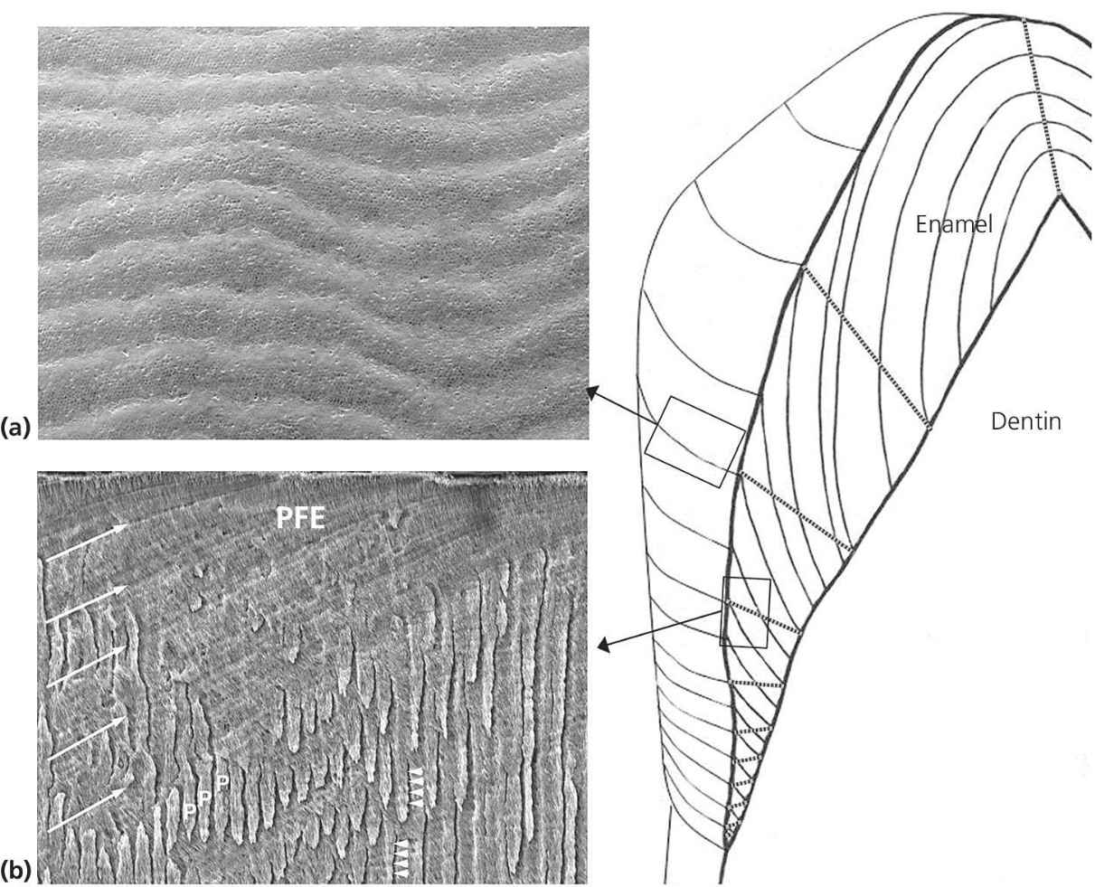 Left: SEM images of perikymata on the enamel surface (top) and PFE (bottom). Right: Schematic representation of hemi‐sectioned tooth with incremental lines in enamel.