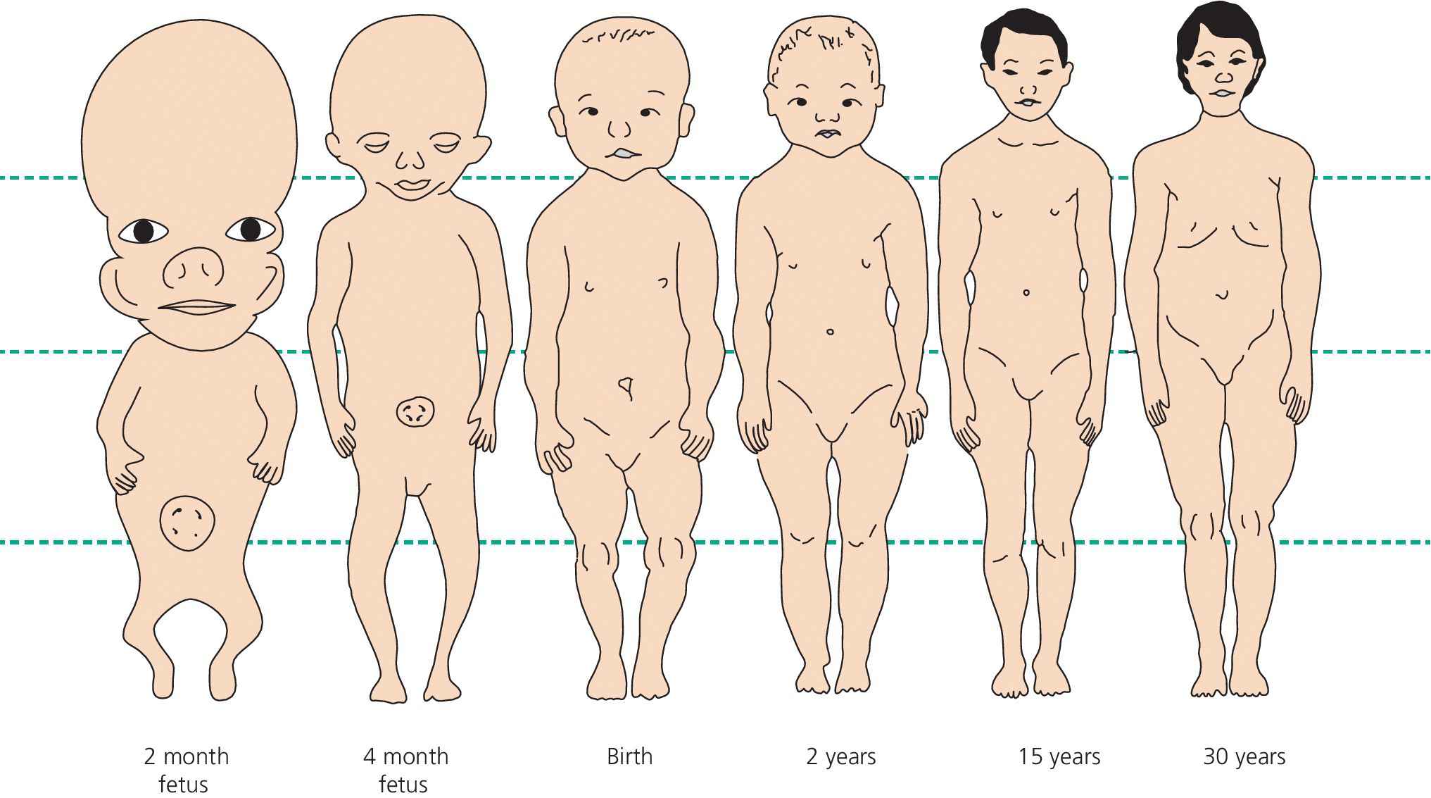 Illustration of the changes in human body proportions during development and growth. It features a human at 2 months, at 4 months, at birth, at 2 years, at 15 years, and at 30 years.