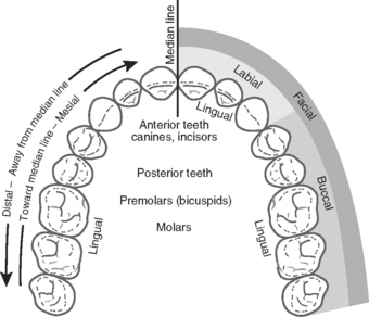 4: Dental Anatomy and Occlusion | Pocket Dentistry