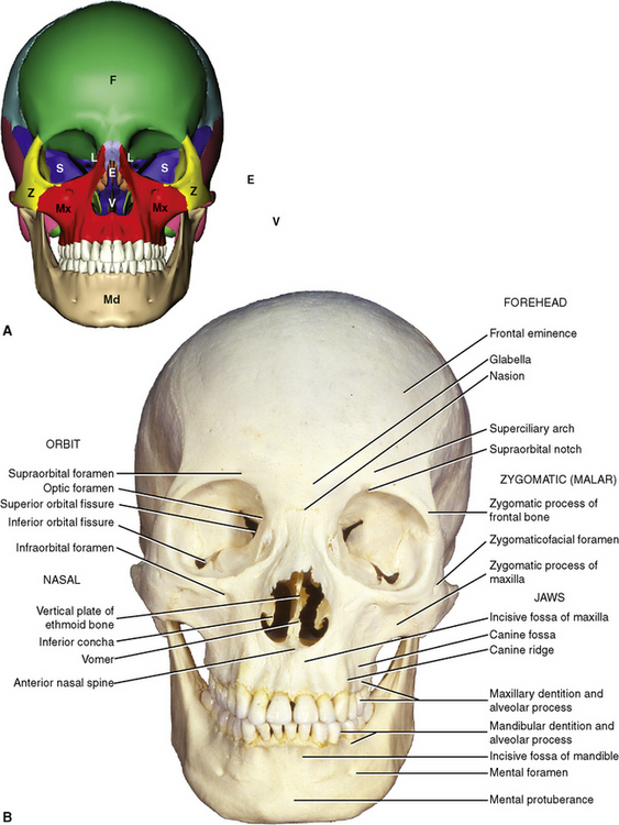 6: The Skull | Pocket Dentistry