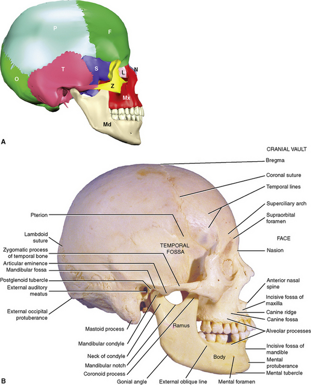 The Skull Pocket Dentistry