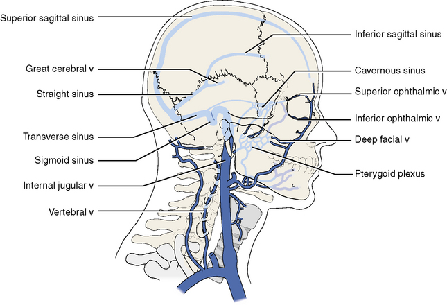 Facial Vein Anatomy 41