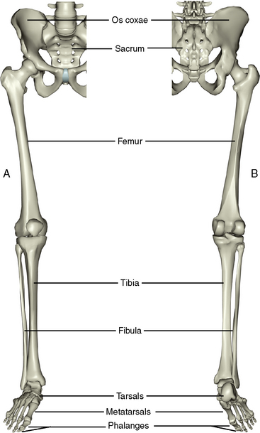 pelvic girdle skeletal anatomy