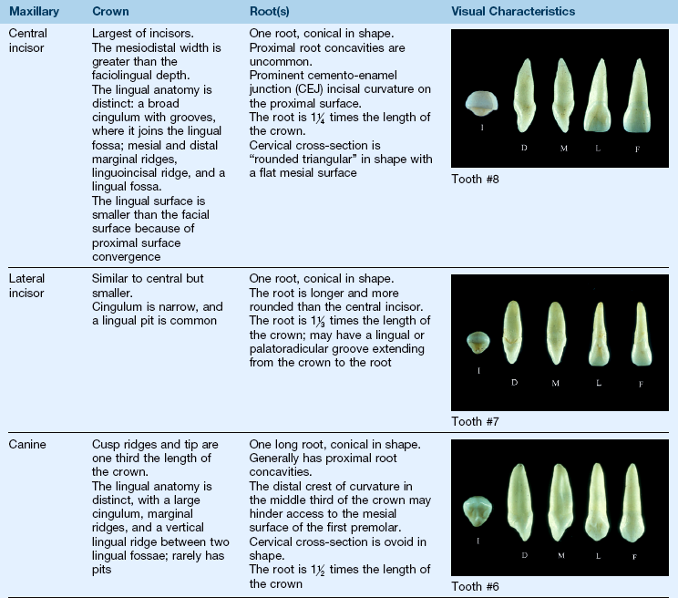Clinical Oral Structures Dental Anatomy And Root Morphology