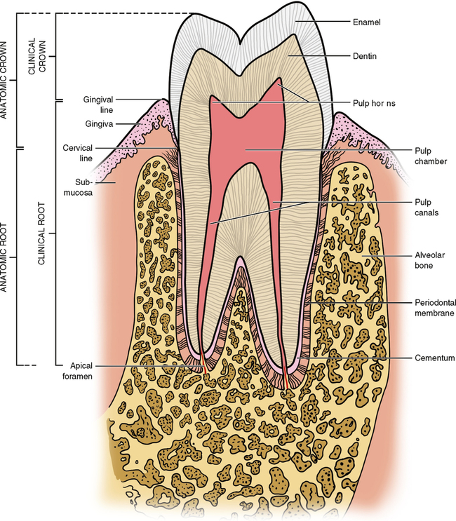 The Tooth Functions And Terms Pocket Dentistry