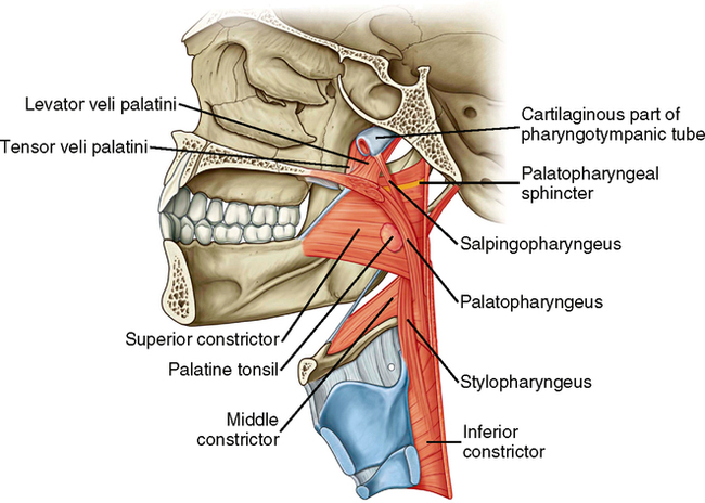 palate-width-as-developmental-marker-of-deficit-vs-nondeficit