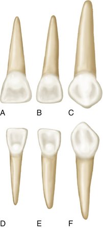 3: The Primary (Deciduous) Teeth | Pocket Dentistry