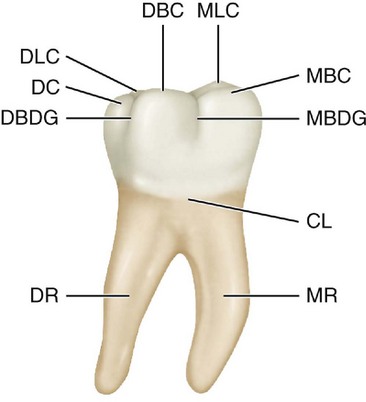 molar