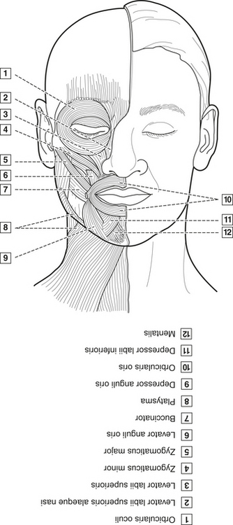 4: Head, Neck, and Dental Anatomy | Pocket Dentistry