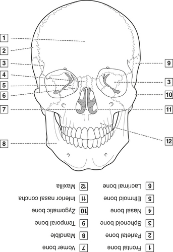 4: Head, Neck, and Dental Anatomy | Pocket Dentistry