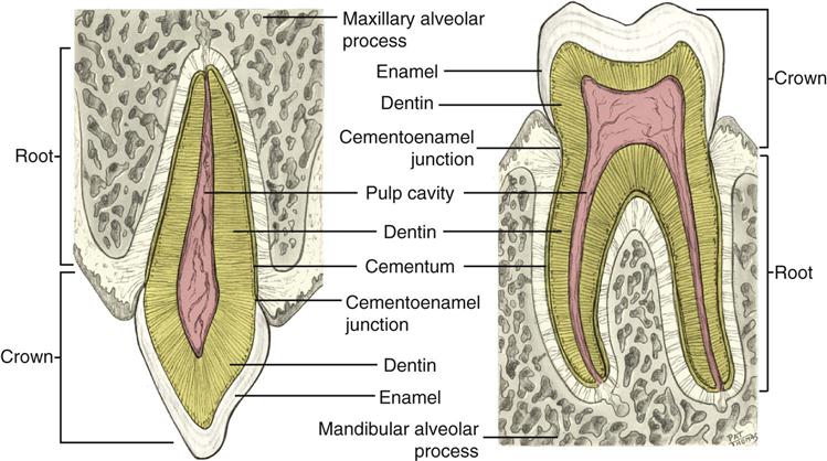 4 Dental Anatomy Pocket Dentistry