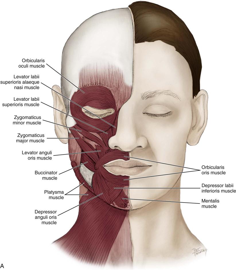 Facial Muscular System 4