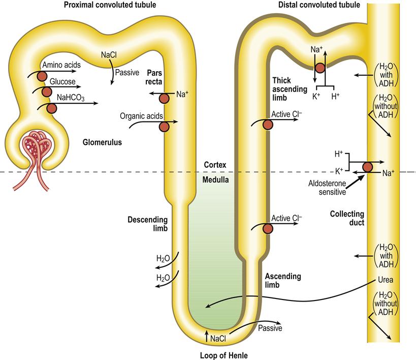 Distal Renal Tubular Acidosis Pictures