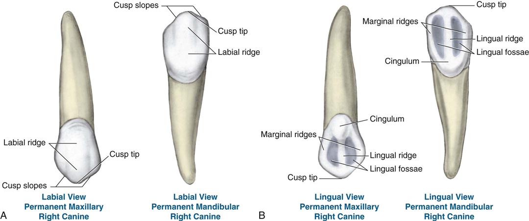 12. Tooth Morphology | Pocket Dentistry
