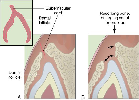 6. Eruption and shedding of the teeth | Pocket Dentistry