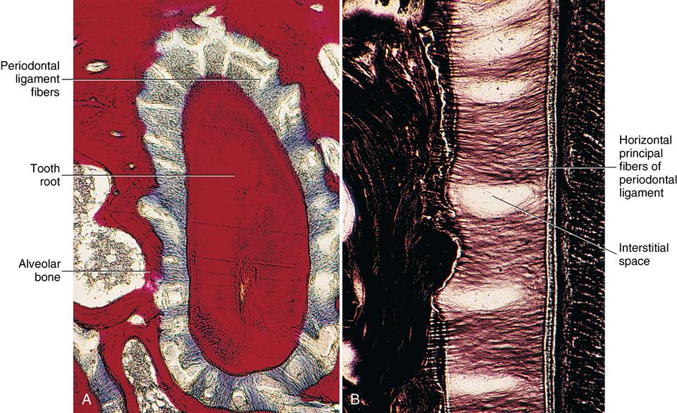 11-periodontium-periodontal-ligament-pocket-dentistry