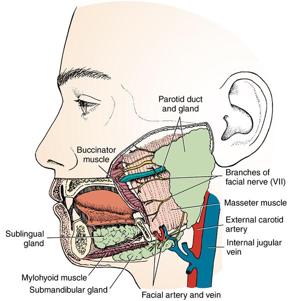 15 Salivary Glands And Tonsils Pocket Dentistry