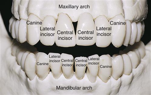 16. Permanent Anterior Teeth | Pocket Dentistry