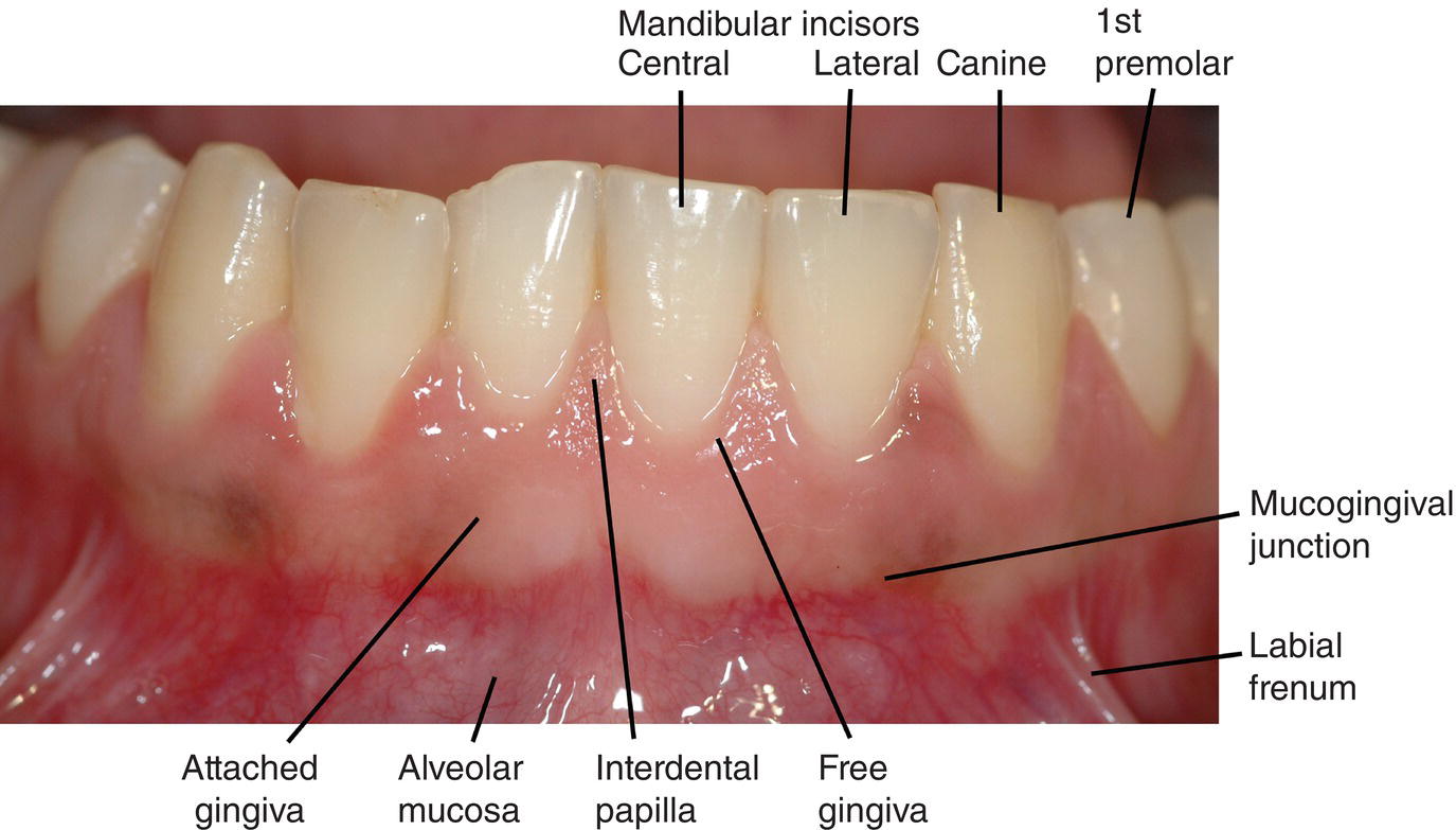 Oral Tissue 38