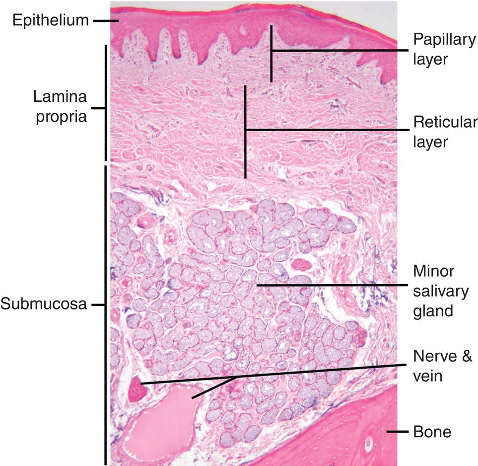 Oral Mucosa Layers 35