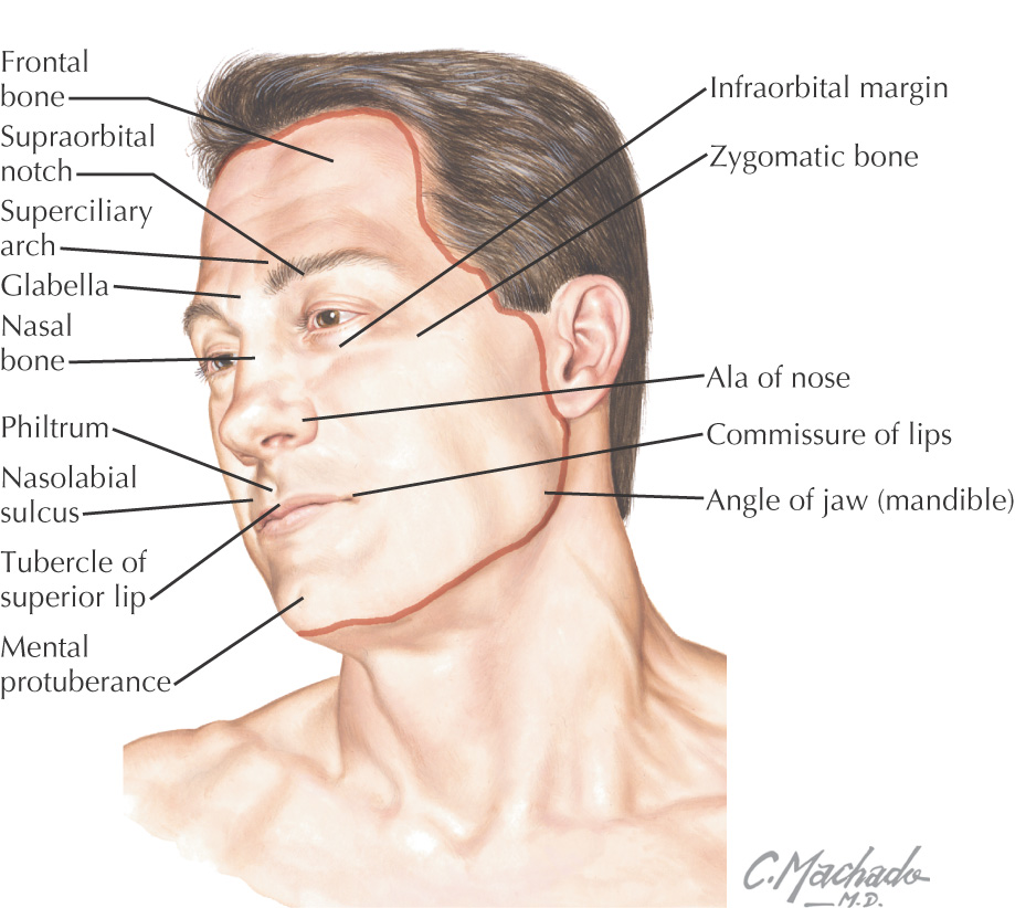 5: Scalp and Muscles of Facial Expression | Pocket Dentistry