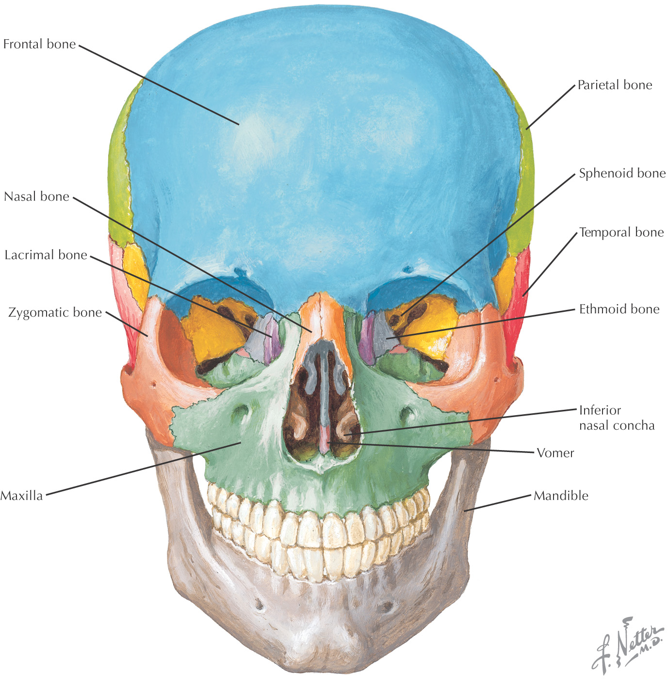 5: Scalp and Muscles of Facial Expression | Pocket Dentistry