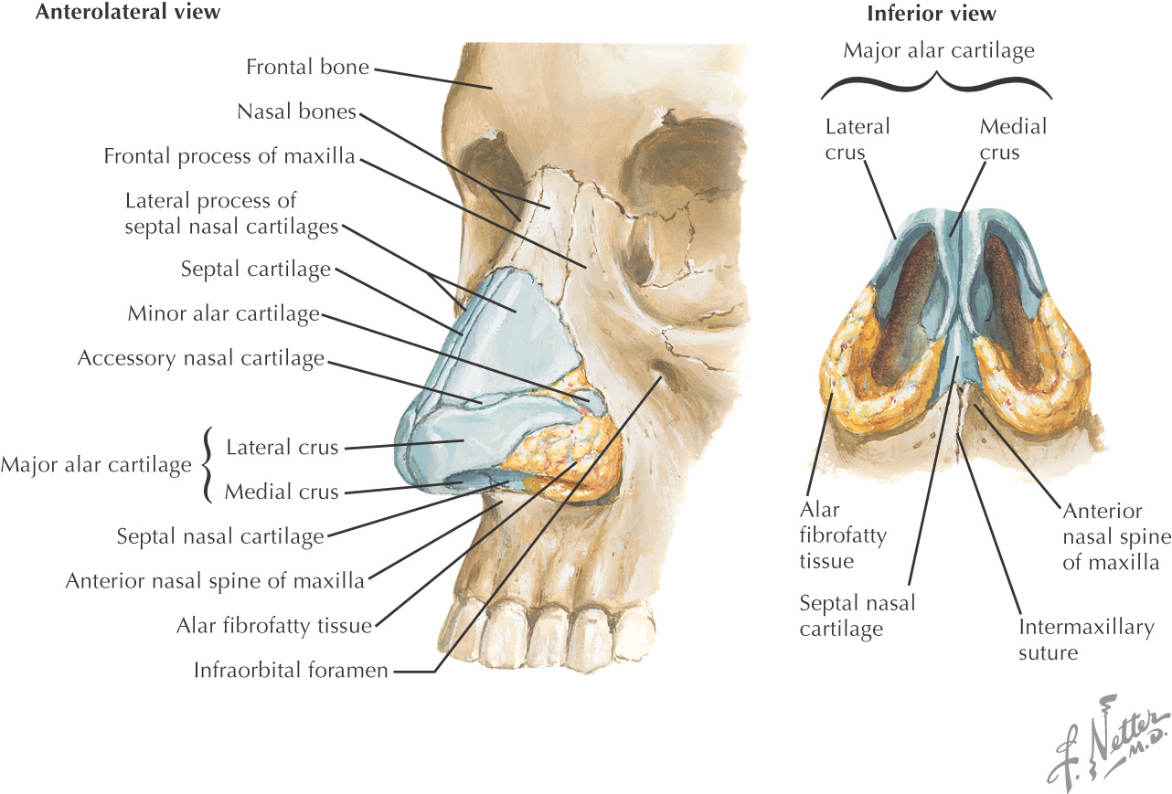 11: Nose and Nasal Cavity | Pocket Dentistry