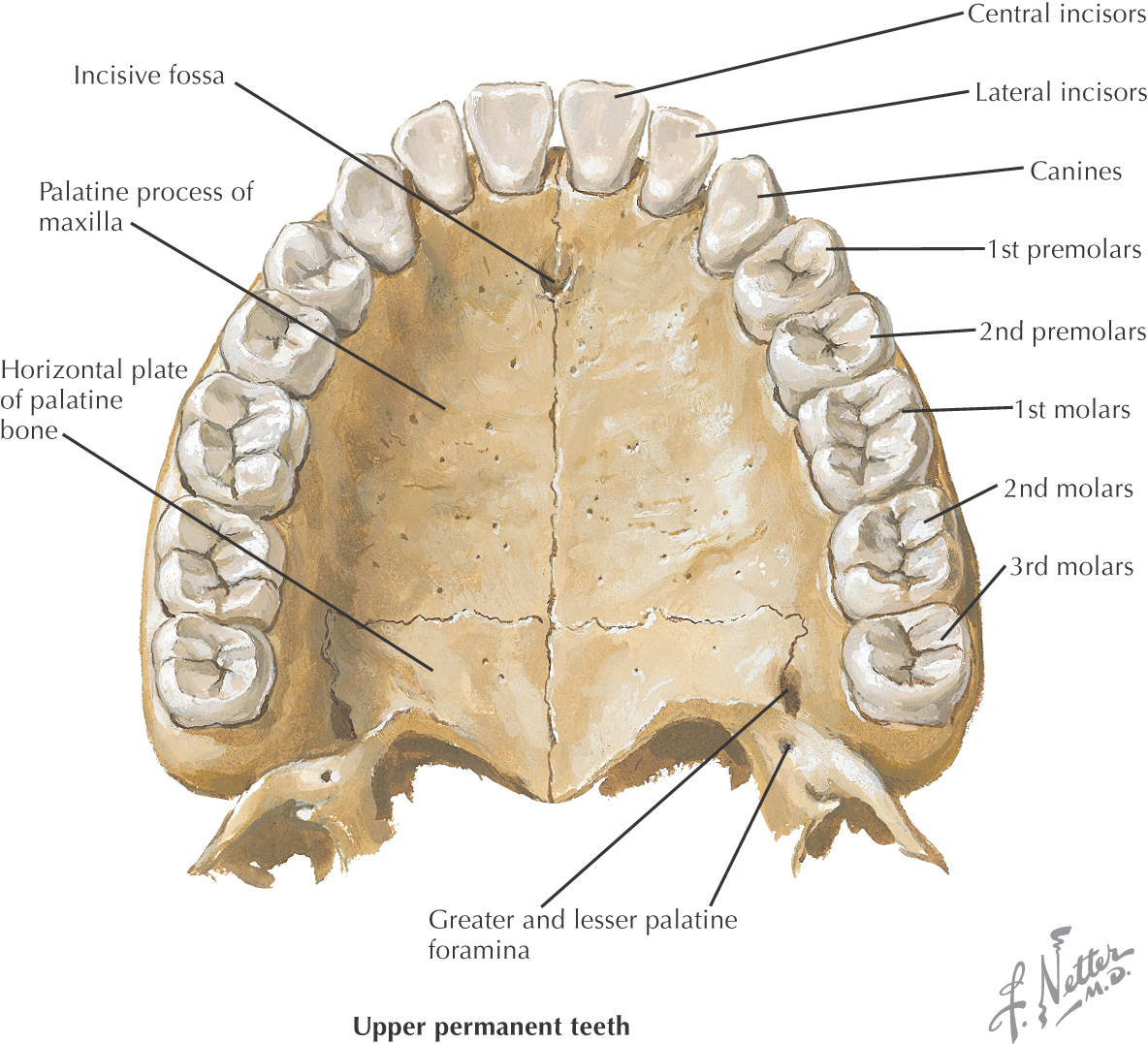 13 Oral Cavity Pocket Dentistry