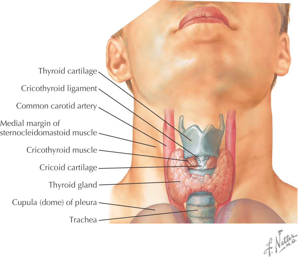 16: Larynx | Pocket Dentistry
