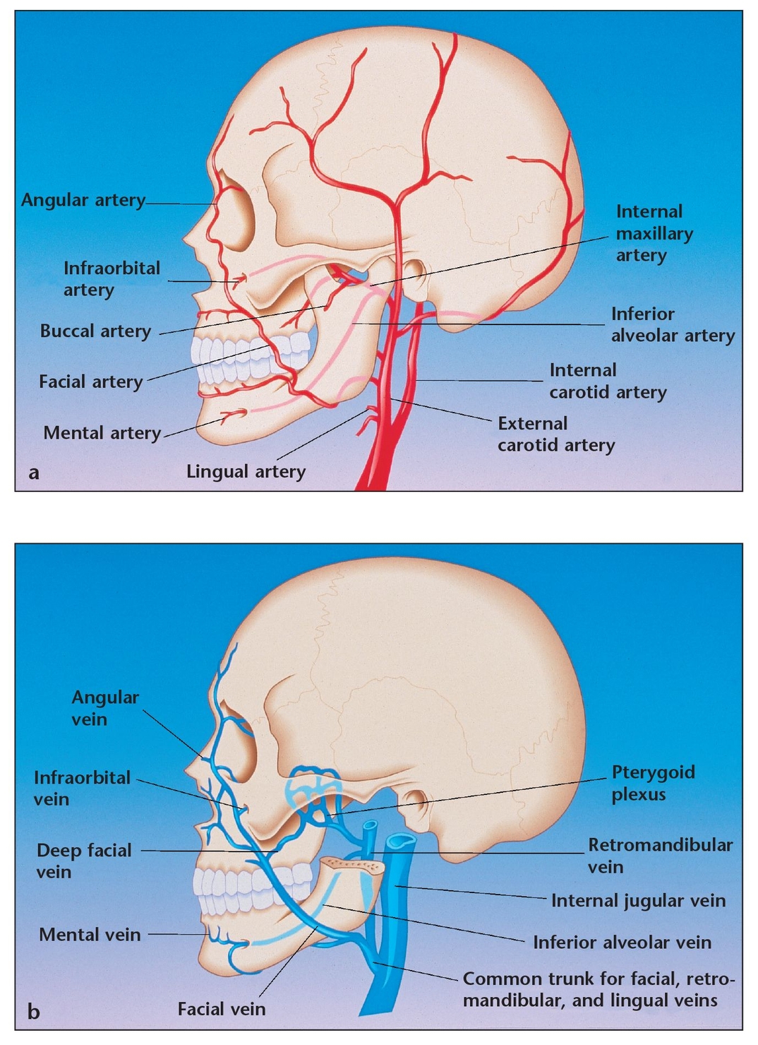 8 – Augmentation Grafting of the Maxillary Sinus for Placement of
