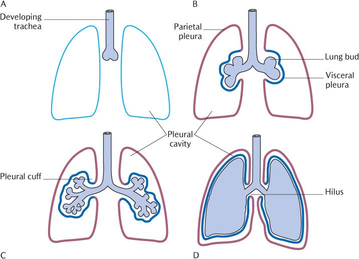 11 The lower respiratory tract and its role in ventilation ...