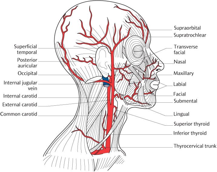 How Many Carotid Arteries In The Neck Arteries In The Vrogue Co