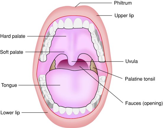 Oral Structure 118