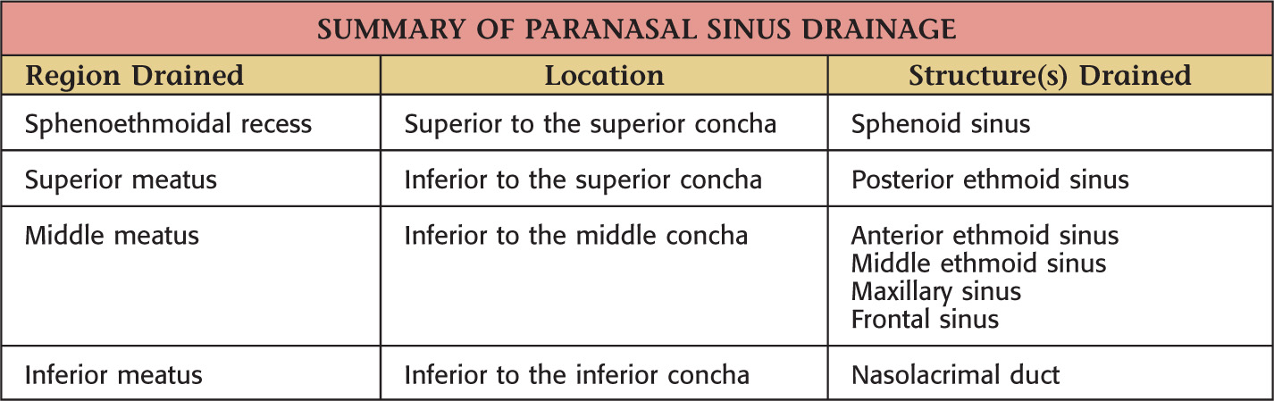 12: Paranasal Sinuses | Pocket Dentistry