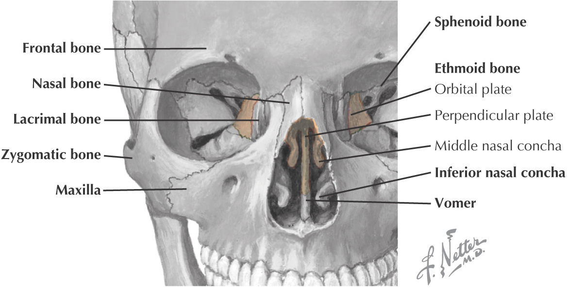 2: Osteology | Pocket Dentistry