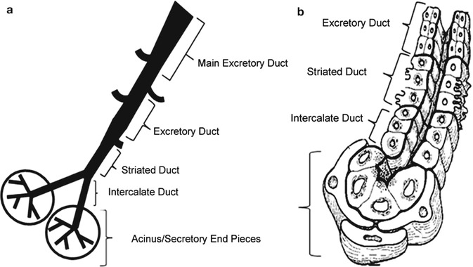 excretory duct of parotid