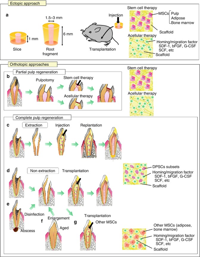 A313906_1_En_15_Fig2_HTML.jpg