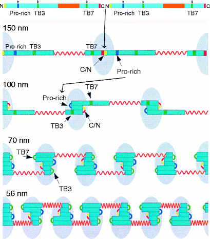 A978-3-540-88116-2_6_Fig2_HTML.gif