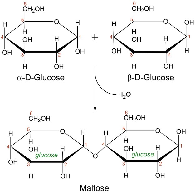 Image result for condensation reaction to make maltose
