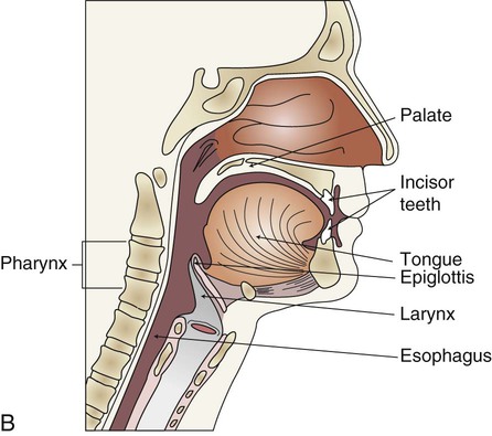 The Alimentary Canal: Digestion and Absorption | Pocket Dentistry