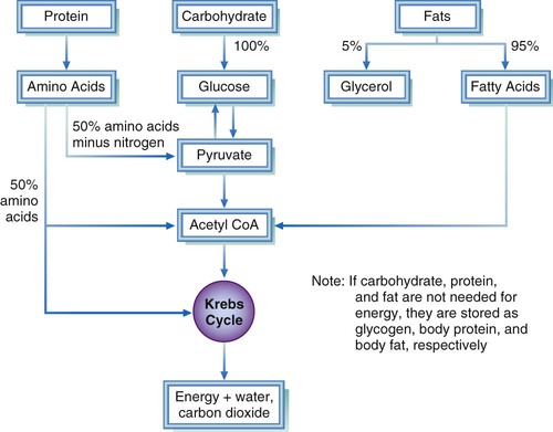 Improving nutrient metabolism processes