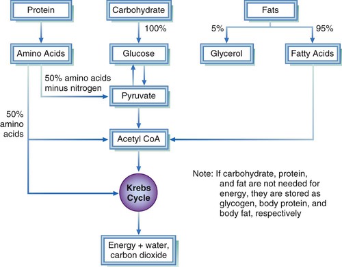 Use of the Energy Nutrients: Metabolism and Balance | Pocket Dentistry