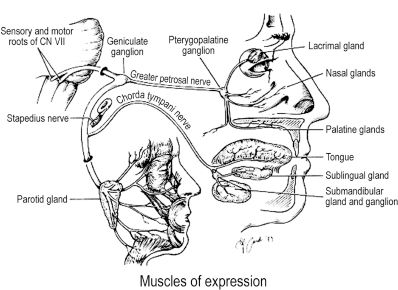 Facial Nerve Paralysis and its Management Pocket Dentistry