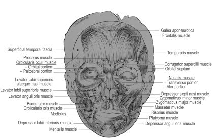 orbicularis oris innervation