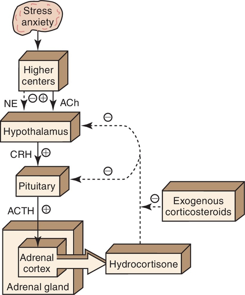 corticosteroids mechanism of action